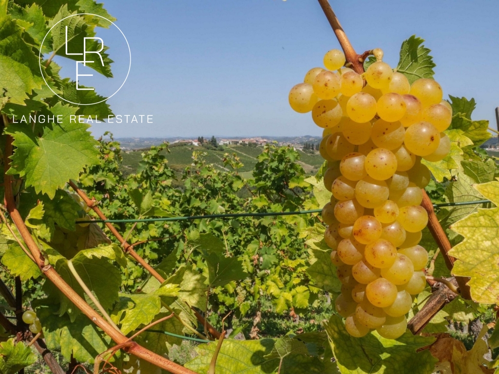 Winery for Sale in the Moscato production zone