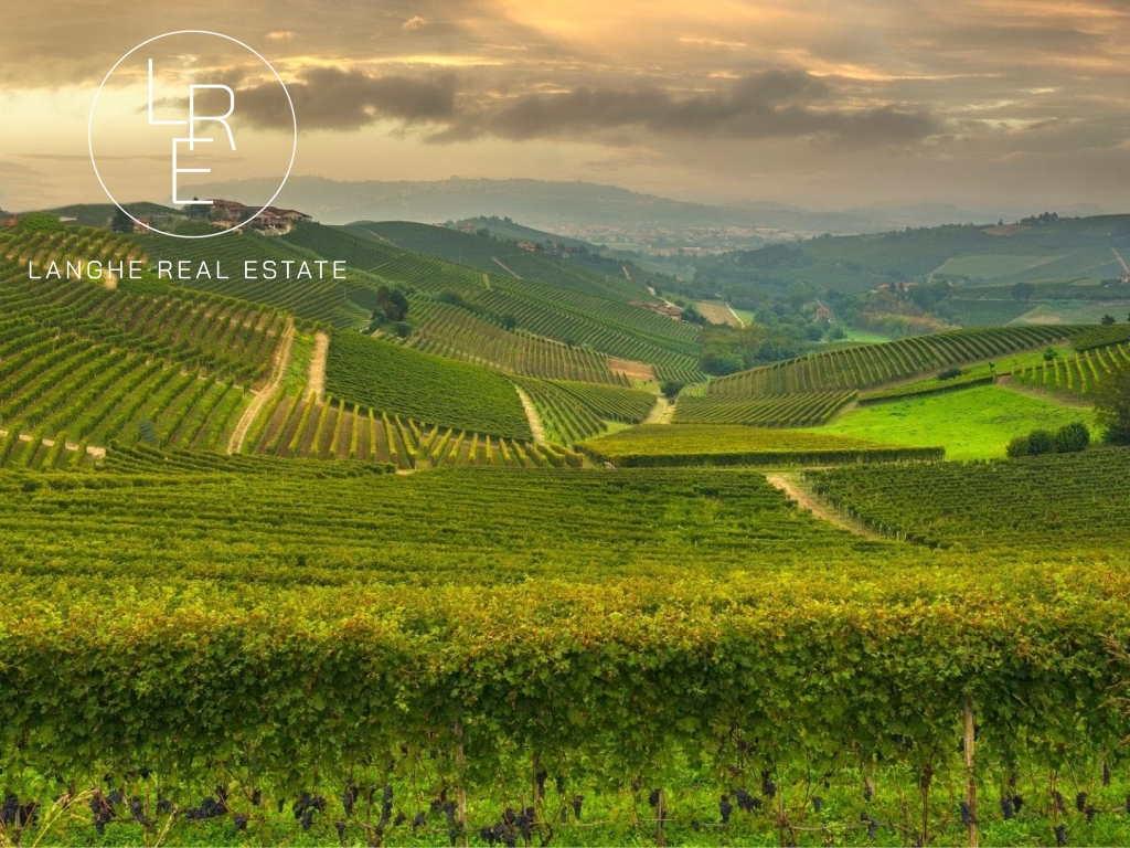 Farms and winegrowing estates for sale in Barolo