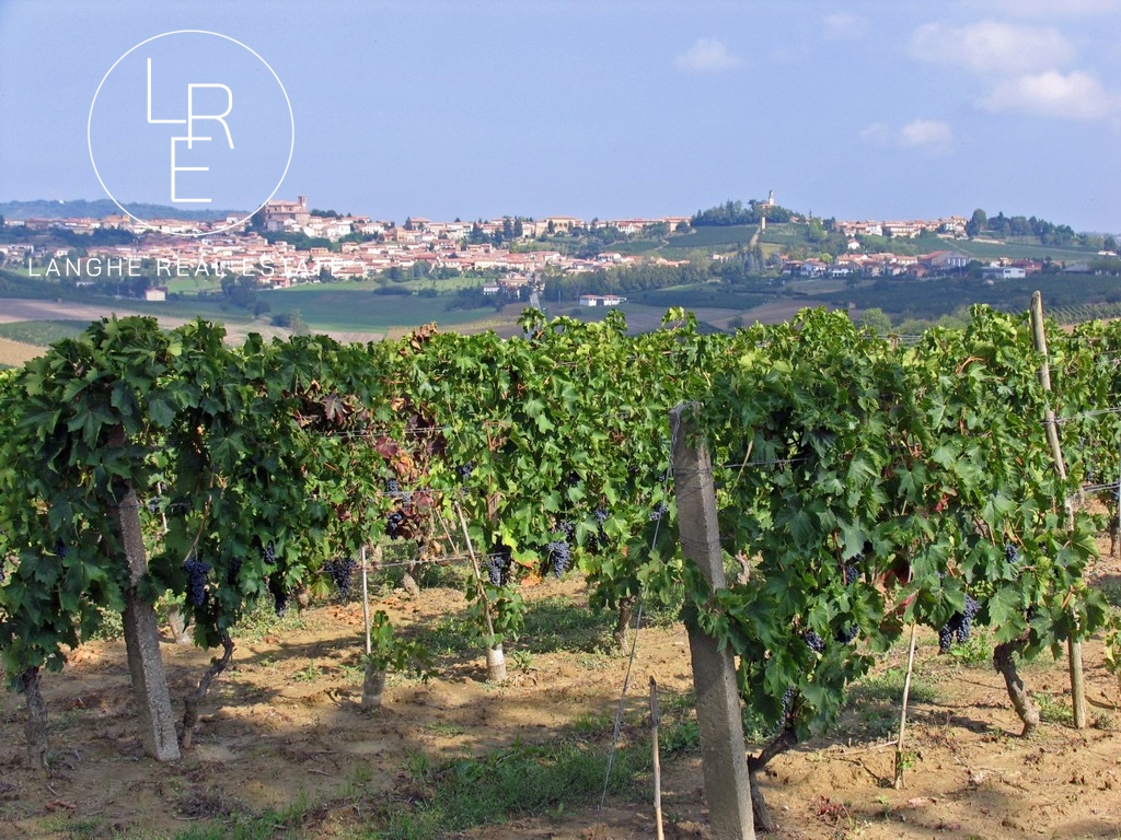 Winery in Monferrato